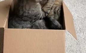 Cats Play Fight In Box - Animals - VIDEOTIME.COM