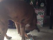 Most Hilarious Holiday Pet Moments