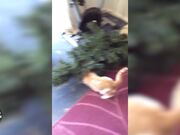 Most Hilarious Holiday Pet Moments