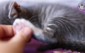 Funny Kitten Videos Compilation - Animals - VIDEOTIME.COM