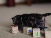 Funny Kitten Videos Compilation