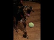 Amazing Slow Motion Pets Video Compilation