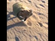 Amazing Slow Motion Pets Video Compilation