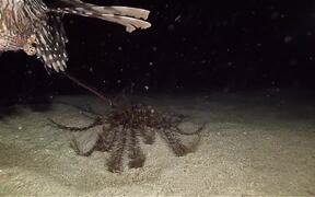 Strange Creatures are Spotted Underwater - Animals - VIDEOTIME.COM