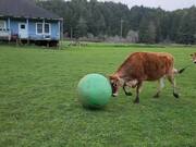 Herd of Cows Play With Ball