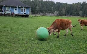 Herd of Cows Play With Ball - Animals - VIDEOTIME.COM