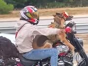 Dog Enjoys Bike Ride With Owner