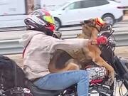 Dog Enjoys Bike Ride With Owner