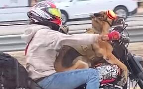 Dog Enjoys Bike Ride With Owner - Animals - VIDEOTIME.COM
