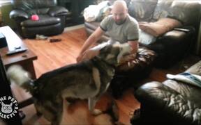 Chatty Husky Talks Back - Animals - VIDEOTIME.COM