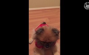 10 Cool Dog Tricks - Animals - VIDEOTIME.COM