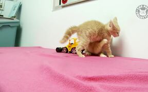 Cute Kittens Video Compilation - Animals - VIDEOTIME.COM