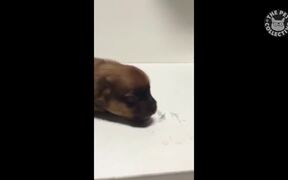 Puppy Videos Compilation - Animals - VIDEOTIME.COM