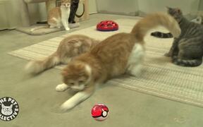 Pokemon Cats - Animals - VIDEOTIME.COM
