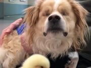Blind Dog Sniffs Duckling For First Time - Animals - Y8.COM