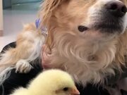 Blind Dog Sniffs Duckling For First Time