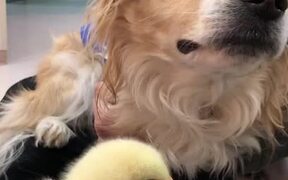 Blind Dog Sniffs Duckling For First Time - Animals - VIDEOTIME.COM