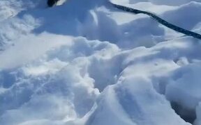 Dog Plays In Snow - Animals - VIDEOTIME.COM