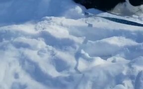 Dog Plays In Snow - Animals - VIDEOTIME.COM
