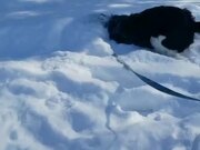 Dog Plays In Snow