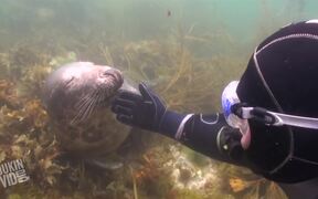 Scuba Diver and Seal Become Best Friends - Animals - VIDEOTIME.COM