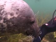 Scuba Diver and Seal Become Best Friends