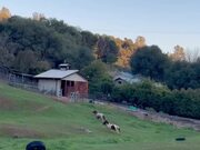 Two Ponies Run Around Pasture