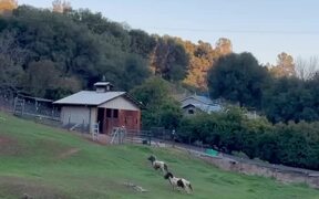 Two Ponies Run Around Pasture - Animals - VIDEOTIME.COM