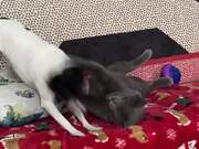 Dog Tries to Play With Cat, Fails Painfully