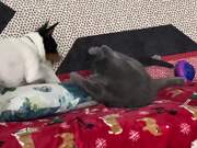 Dog Tries to Play With Cat, Fails Painfully