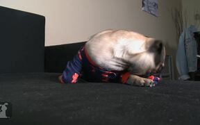 Funniest Pug Puppy Wears Onesie With Footies - Animals - VIDEOTIME.COM