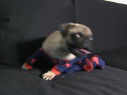 Funniest Pug Puppy Wears Onesie With Footies