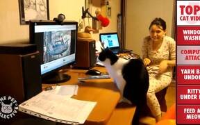 Top 5 Cats of the Week - Animals - VIDEOTIME.COM
