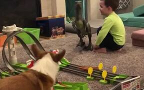 Dog Attemps To Catch Cars On Toy Race Track - Animals - VIDEOTIME.COM