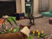 Dog Attemps To Catch Cars On Toy Race Track