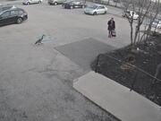 Protective Goose Attacks Girl in Parking Lot