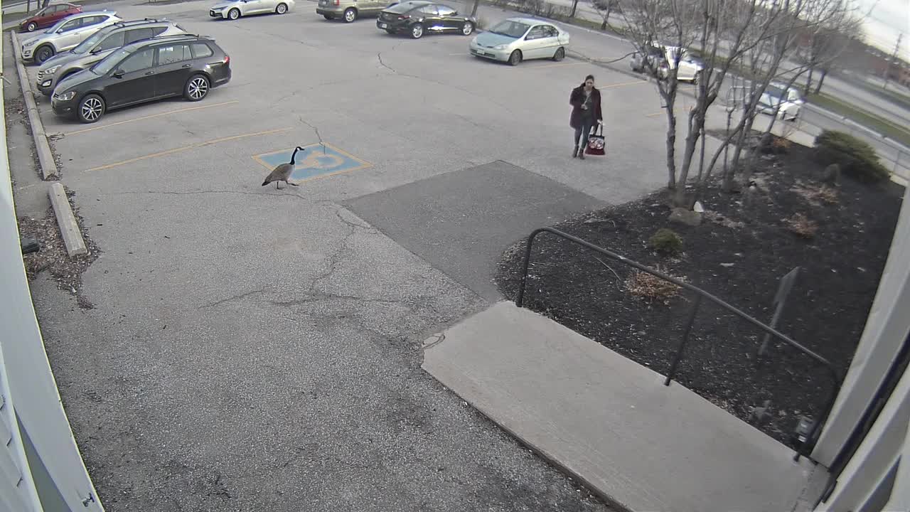 Protective Goose Attacks Girl in Parking Lot