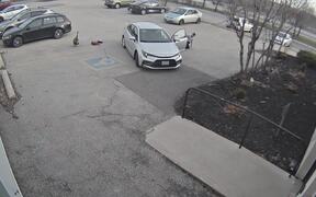 Protective Goose Attacks Girl in Parking Lot - Animals - VIDEOTIME.COM