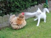 Cat Vs Chicken