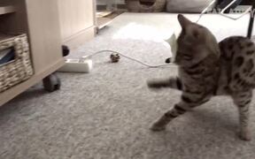 Funny Cat Fails Compilation - Animals - VIDEOTIME.COM