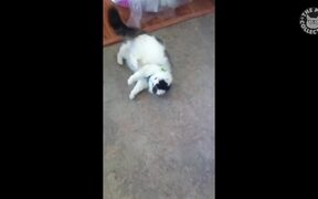 Pets Avoiding Responsibilities - Animals - VIDEOTIME.COM