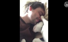 Needy Cats Video Compilation - Animals - VIDEOTIME.COM