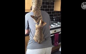 Needy Cats Video Compilation - Animals - VIDEOTIME.COM