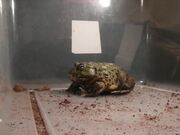 Huge African Bullfrog Eats Everything