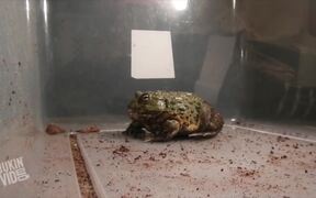 Huge African Bullfrog Eats Everything - Animals - VIDEOTIME.COM