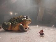 Huge African Bullfrog Eats Everything
