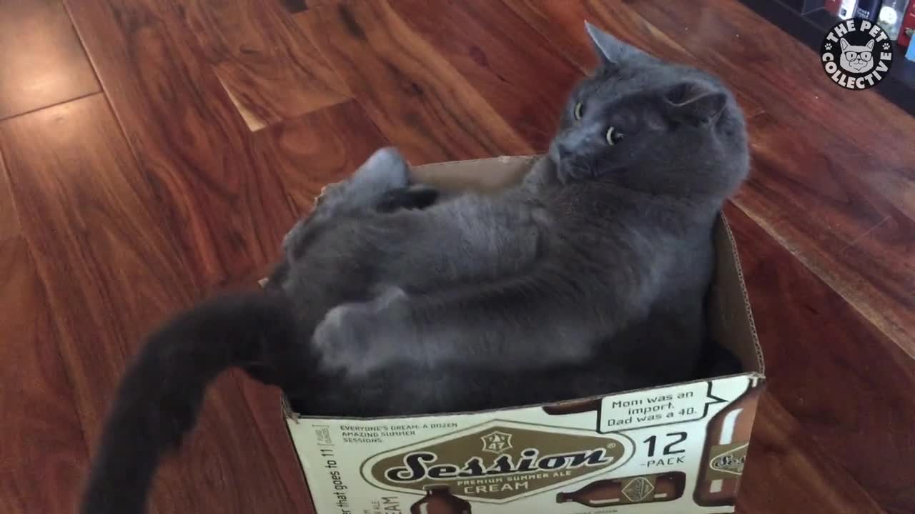 Cats VS Boxes