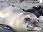 Encounter with Baby Elephant Seal