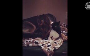 Funny Pets Video Compilation - Animals - Videotime.com
