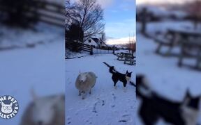 Weirdest, Coolest Pet Friend Combos - Animals - VIDEOTIME.COM